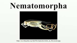 Nematomorpha [upl. by Pacien924]