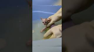 Hungry and thirsty kittens went to find their mother and were rescued 🙏❤️rescue rescueanimals [upl. by Analihp]