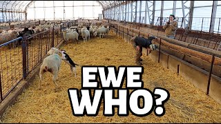 Theres something not right with this ewe Vlog 773 [upl. by Aniala510]