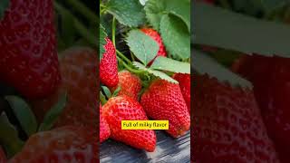 Red Strawberry Seeds Large  Juicy  Nutritious [upl. by Marris199]