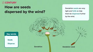 Seeds and Seed Dispersal  Plants  KS2 Science [upl. by Elram]