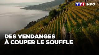 Vendanges  tyrolienne hélicoptère quand ramasser le raisin est un défi extrême [upl. by Fondea811]