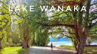 Lake Wanaka Walk Tour Oct 2023  Wanaka Lone Tree  Wanaka Boardwalk  New Zealand Walking Tour 4K [upl. by Tekcirc]