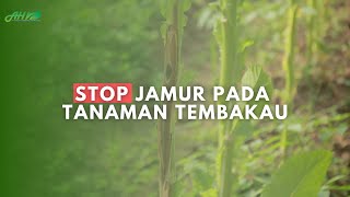 cegah serangan phytophtora pada tanaman tembakau [upl. by Tarryn]