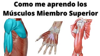 COMO APRENDER LOS MÚSCULOS DEL MIEMBRO SUPERIOR [upl. by Aila]