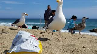 Seagulls fighting over chips [upl. by Oinegue]