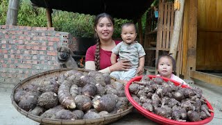 Harvesting giant taro boiling it and bringing it to the market to sell  with my little son [upl. by Narat201]