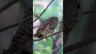 Barred Owls calling on a midOctober afternoon in Kentucky [upl. by Nodababus]