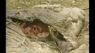 Tigress kills Huge Male Crocodile [upl. by Amelia]