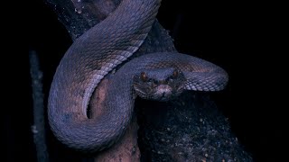 Mangrove Pit Viper adult Singapore Snakes [upl. by Irmine]