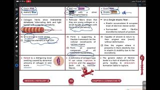 histology 32 connective  Fibers [upl. by Ardnohsal374]