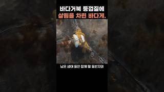 바다거북 등껍질에 살림을 차린 바다게 콜럼버스게 바다거북 [upl. by El716]