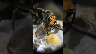 Devilfaced wasp larvae 🐝🐛  Tropical Forest Bees bees [upl. by Gnos]