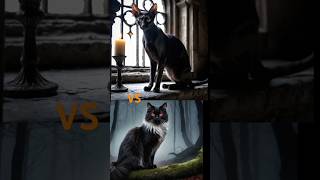 Oriental Shorthair Cat VS Presian Cat fight 😈 [upl. by Narret344]