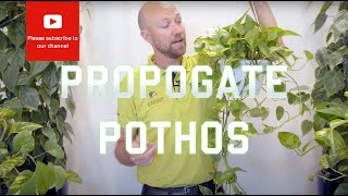 3 easy ways to propagate Pothos Epipremnun Aureum [upl. by Neleh137]