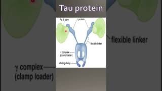 Tau protein Pol iii Holoenzyme [upl. by Palermo]