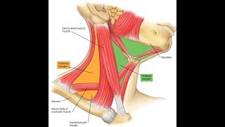 Exercise for the clavicular head of the sternocleidomastoid [upl. by Downey]