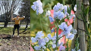 Sowing Poppies Making Sweet Pea Trellises Planting Snapdragons amp Scabiosa  Northlawn Flower Farm [upl. by Yaner]