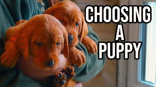 What to look for When Buying a Puppy [upl. by Hospers]