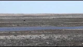 MuskOx near shore at Erebus Bay King William Island [upl. by Nam282]