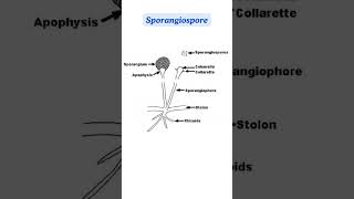 Zygomycota Zygomycetes or Conjugating Fungi Fungi Mycology Biology Decomposers KingdomFungi [upl. by Liagaba]