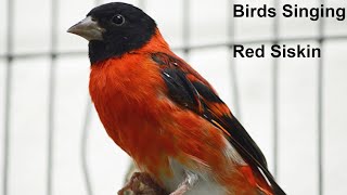 Birds Singing  Red Siskin  Sounds of Nature [upl. by Aihsilat]