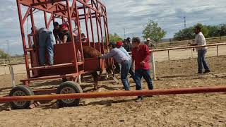 Horse Races in Empalme Mexico [upl. by Arahas]