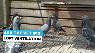 Ask the vet 12 loft ventilation and impact on respiratory problems and performances [upl. by Ytsirhk134]