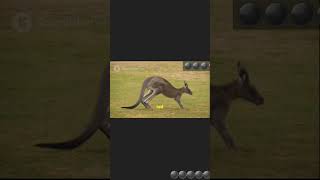 Where is the kangaru youtubeshorts [upl. by Assilram]