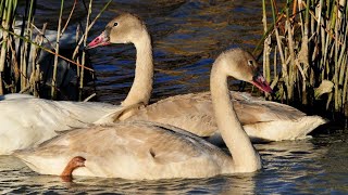 art music alberta swan nature canada firstnations metis [upl. by Liana]