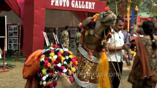 Vsitors enjoying Camel ride at BSF Mela [upl. by Oryaj]