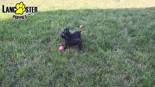 Outgoing Miniature Pinscher Puppies [upl. by Nofpets]