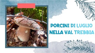 Porcini di luglio nella Val Trebbia  Funghi 2024 [upl. by Eiramanitsirhc307]