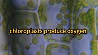 How do chloroplasts undergo photosynthesis under a microscope and how do they produce oxygen [upl. by Penny]