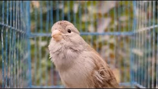 Canary singing  video to training canaries [upl. by Erret]