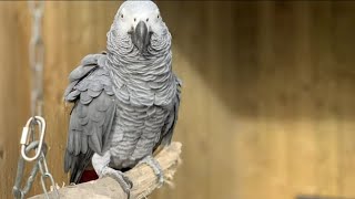 Video Extra Cursing Parrots [upl. by Lynnet]