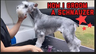 HOW I GROOM A SCHNAUZER 😊 [upl. by Fesuoy590]