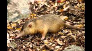 Mundo Animal Solenodon paradoxus [upl. by Linus730]