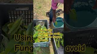 Using SAFF fungicide for plants to avoid fungus dragonfruitfarming agriculture [upl. by Johnnie]