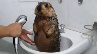 Bigbellied marmot sits blocking the drain hole in the sink [upl. by Canale]