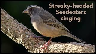 STREAKYHEADED SEEDEATER singing its canary song [upl. by Ahsinauj260]