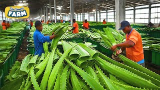 How Aloe Vera Gel is Made on a MASSIVE Scale Amazing Aloe Vera Factory [upl. by Akenihs]