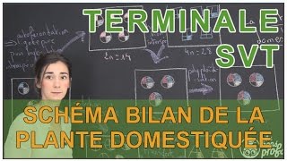 Schéma bilan de la plante domestiquée  SVT  Terminale  Les Bons Profs [upl. by Byers244]