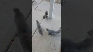 Stubsy Pugsy and more squirrels squirrel squirrelwatching squirrelvideo squirrels pugsy [upl. by Iruahs]