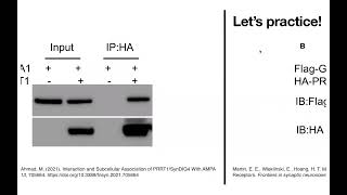 Interpretting coIP amp other pulldown figures [upl. by Isoj]