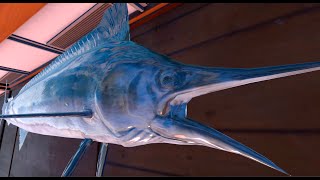 Real VR Fishing Striped Marlin such a fight🔥 Oahu Island Hawaii [upl. by Ennoitna]