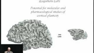 The Human Visual Pathways Maps Plasticity and Reading [upl. by Eissert]