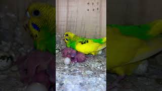 Budgie Breeder box  Piku Baby  Parrot baby budgiesaviary [upl. by Ilonka]