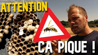 Les GUEPES polistes sous vos tuiles  ça pique fort [upl. by Naara]