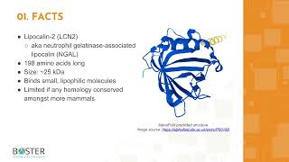 Learn LCN2NGAL in 3 minutes  Lipocalin2 [upl. by Notfol]